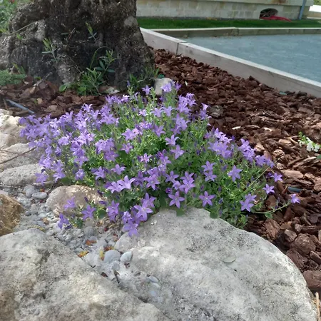 B&B Les Palissieres - D'hotes